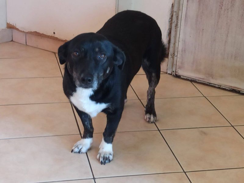 Zachtaardige en lieve Dona zoekt dito gezin