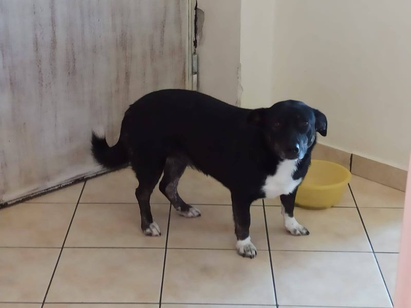 Zachtaardige en lieve Dona zoekt dito gezin