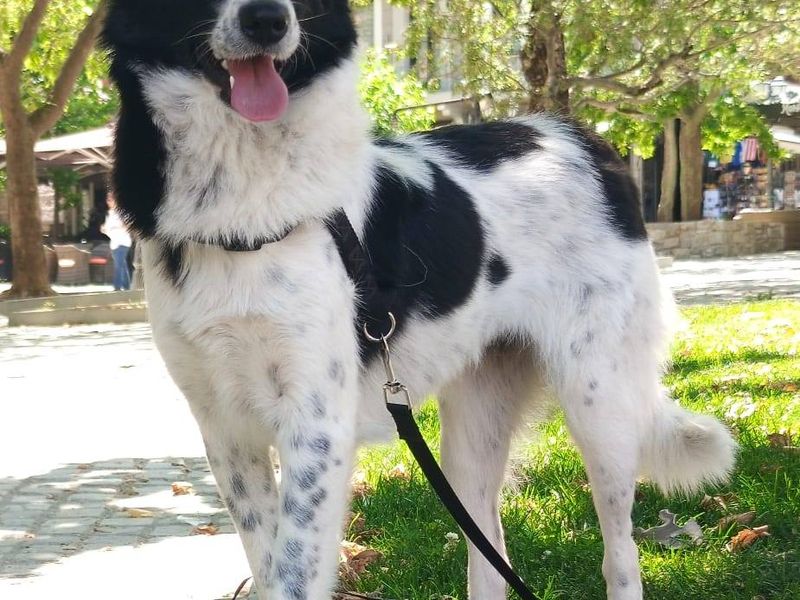 Prachtige Elfi is een slimme meid op zoek naar een fijn gezin.