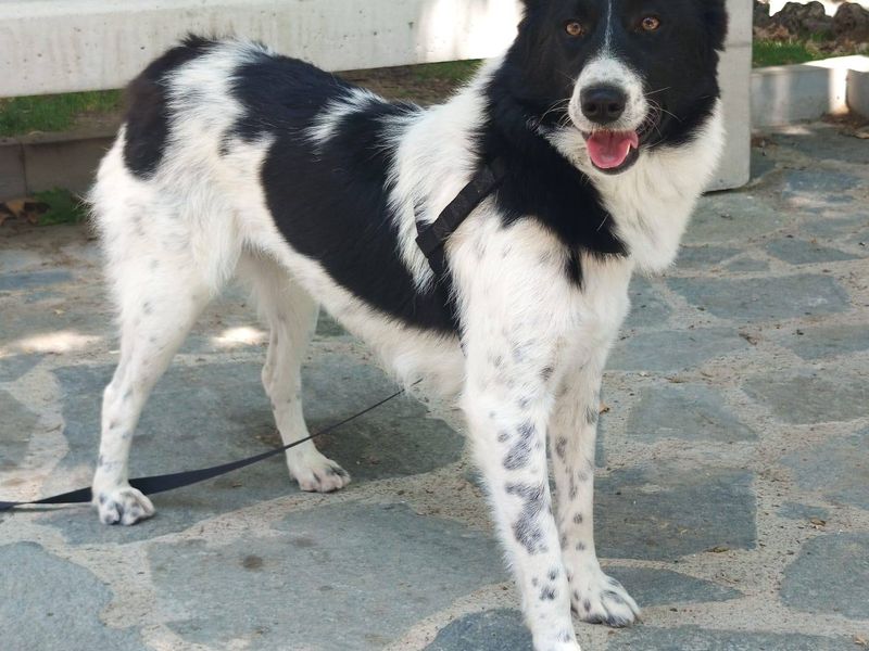 Prachtige Elfi is een slimme meid op zoek naar een fijn gezin.