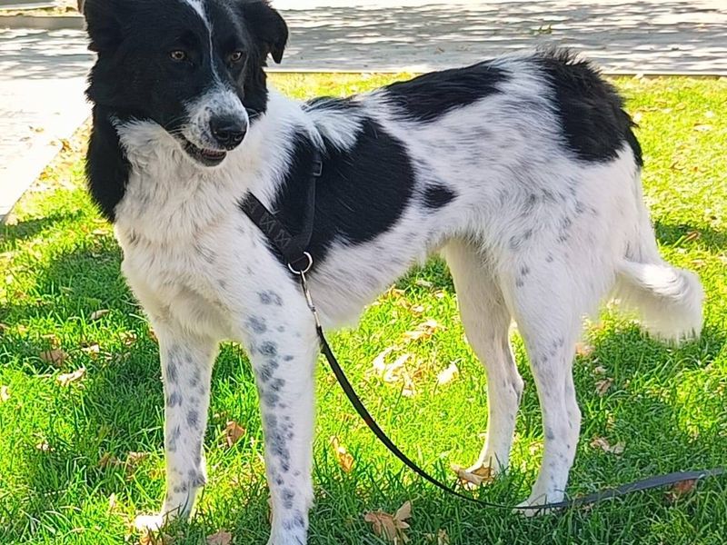 Prachtige Elfi is een slimme meid op zoek naar een fijn gezin.