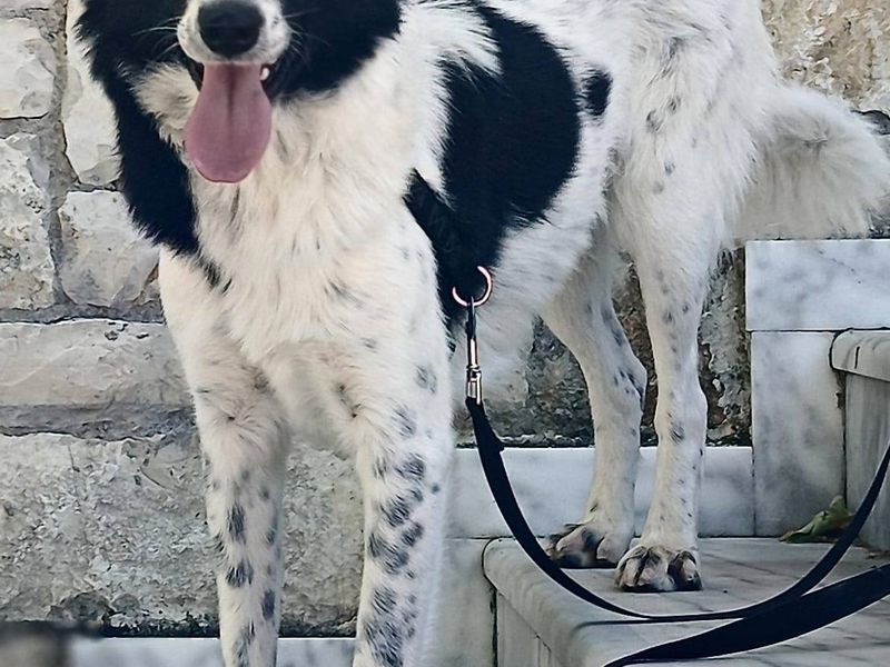 Prachtige Elfi is een slimme meid op zoek naar een fijn gezin.