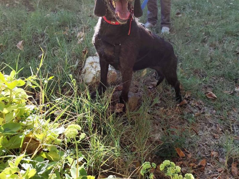 Zachtaardig schat Nata op zoek naar een gouden mandje