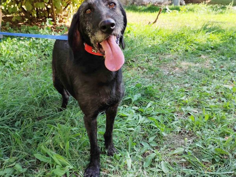 Zachtaardig schat Nata op zoek naar een gouden mandje