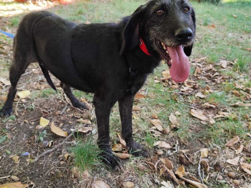 Zachtaardig schat Nata op zoek naar een gouden mandje