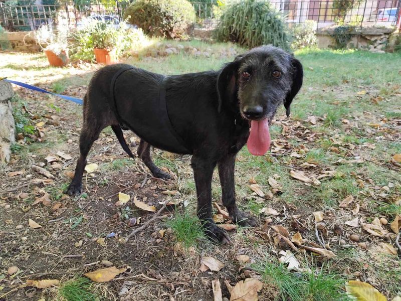 Zachtaardig schat Nata op zoek naar een gouden mandje