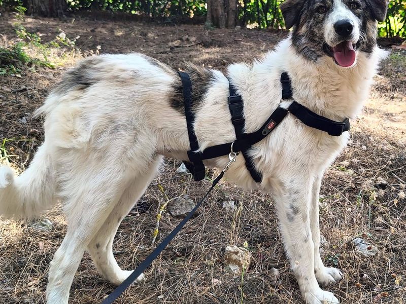 Perfecte gezinshond van 22 kilo puur geluk en vriendelijkheid, ontmoet knappe Kira!