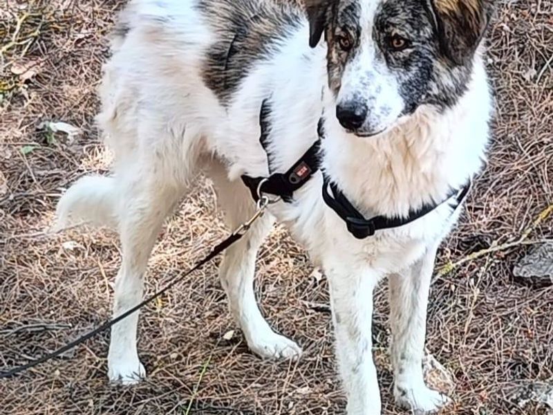 Perfecte gezinshond van 22 kilo puur geluk en vriendelijkheid, ontmoet knappe Kira!
