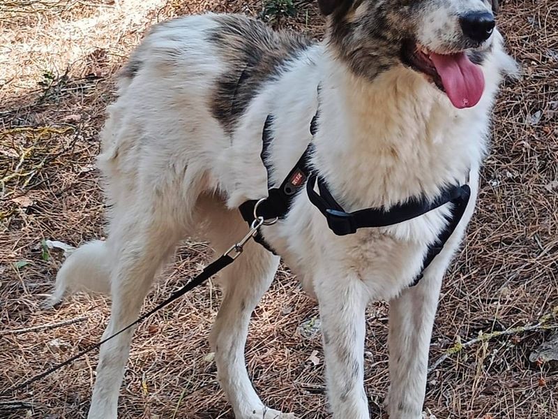 Perfecte gezinshond van 22 kilo puur geluk en vriendelijkheid, ontmoet knappe Kira!