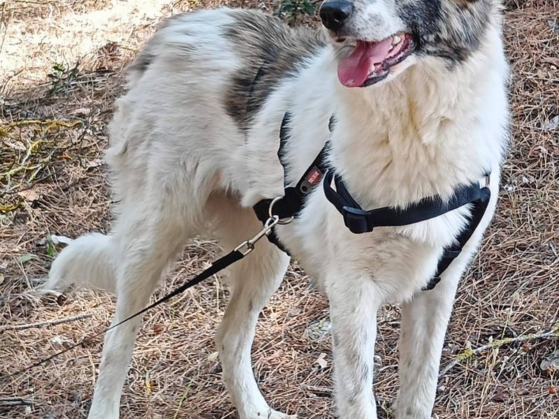 Perfecte gezinshond van 22 kilo puur geluk en vriendelijkheid, ontmoet knappe Kira!