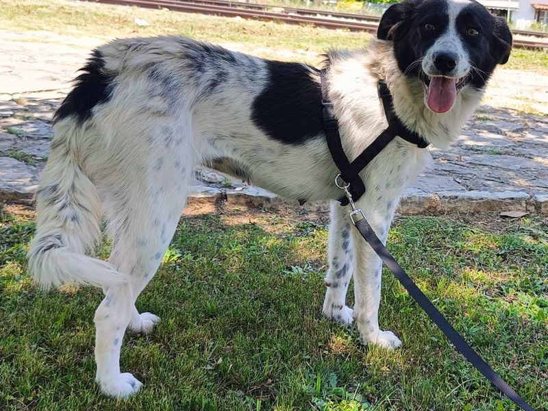 Liefste gezinshond uit Griekenland; Stella.