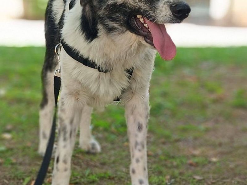 Griekse Adonis Ermis zoekt fijn gezin. 