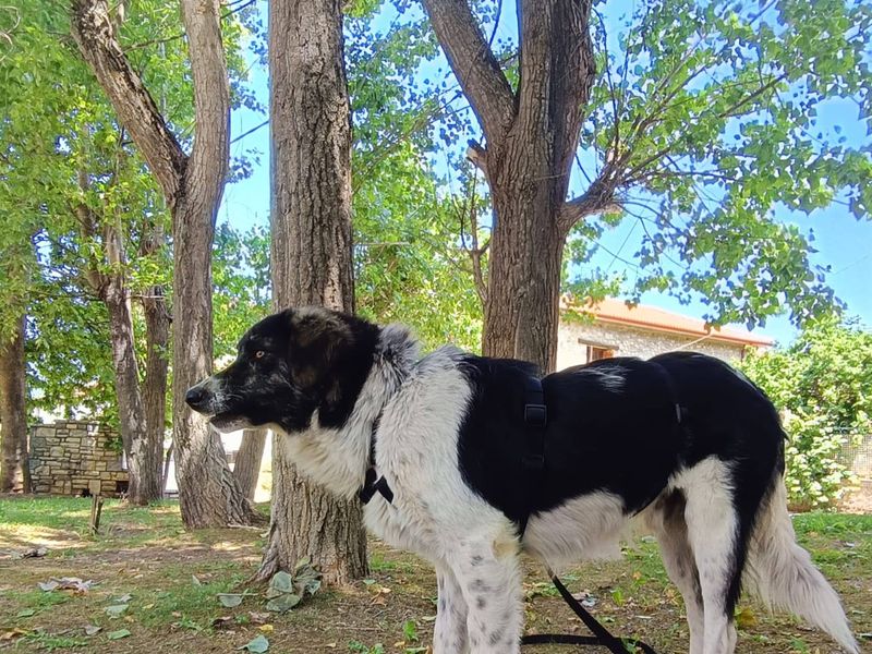 Griekse Adonis Ermis zoekt fijn gezin. 