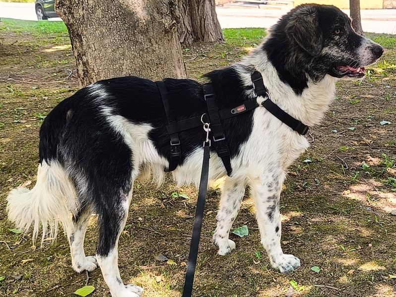 Griekse Adonis Ermis zoekt fijn gezin. 