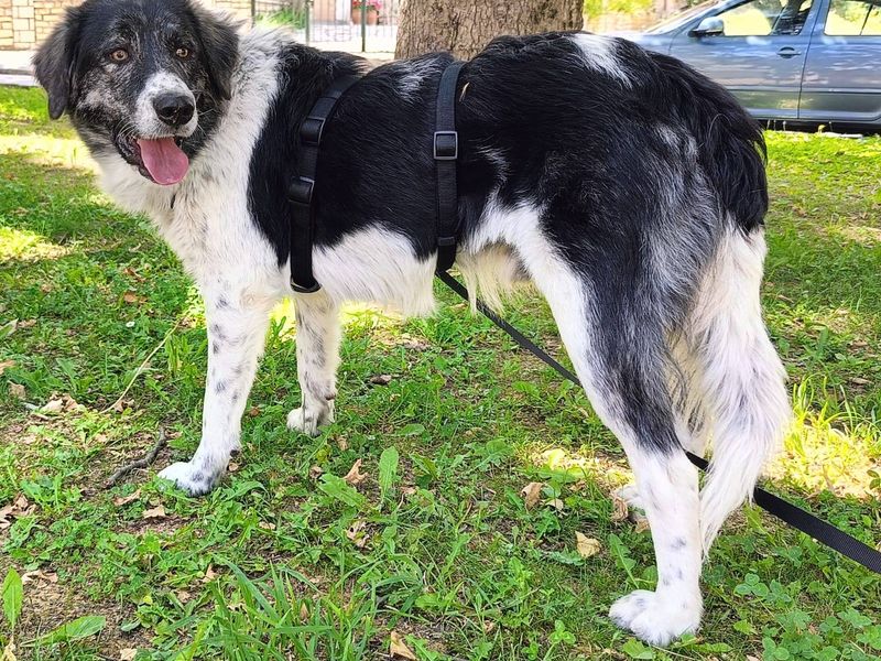 Griekse Adonis Ermis zoekt fijn gezin. 