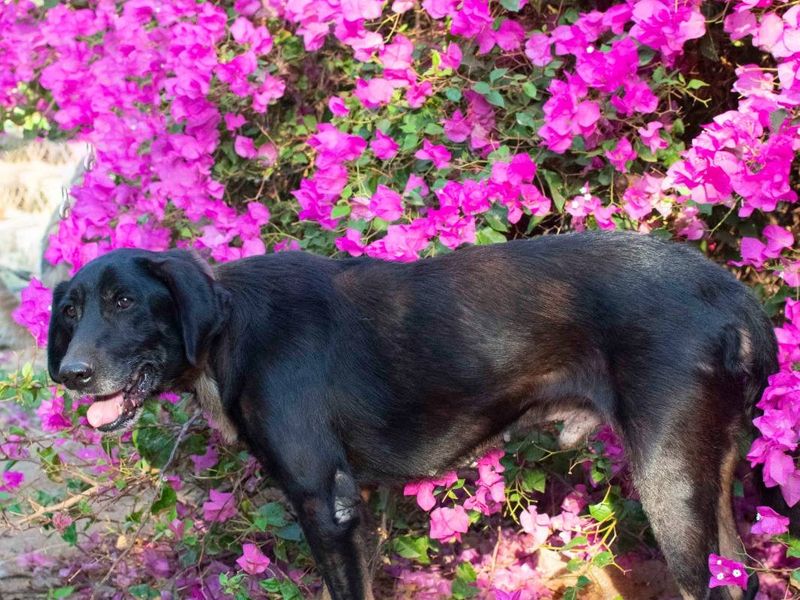 Senior Menios is op zoek naar zijn geluk