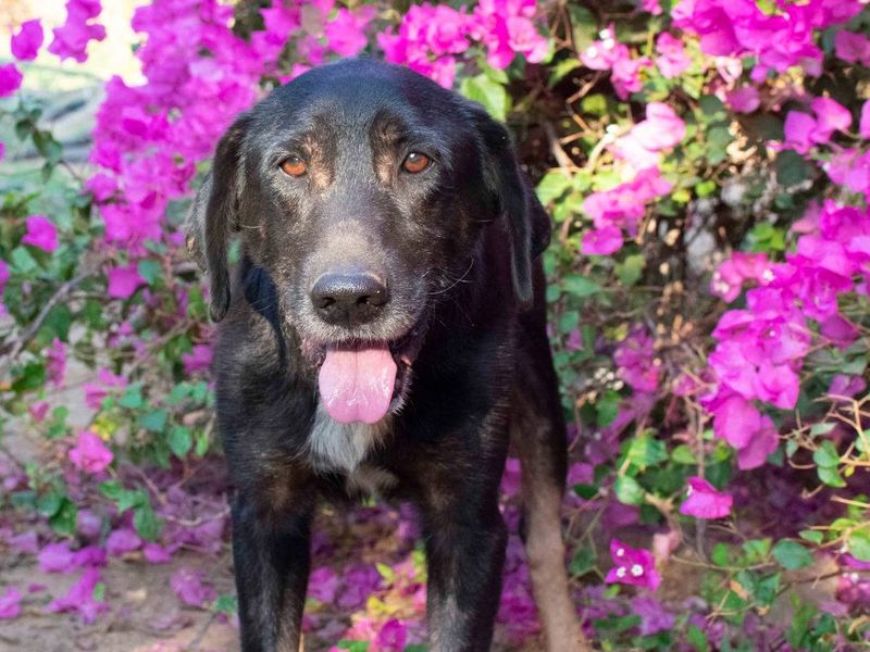 Senior Menios is op zoek naar zijn geluk