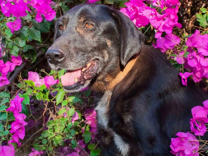 Senior Menios is op zoek naar zijn geluk