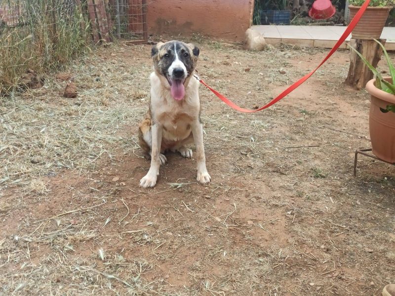 Zeta: De Vrolijke Avonturier met een Hart van Goud