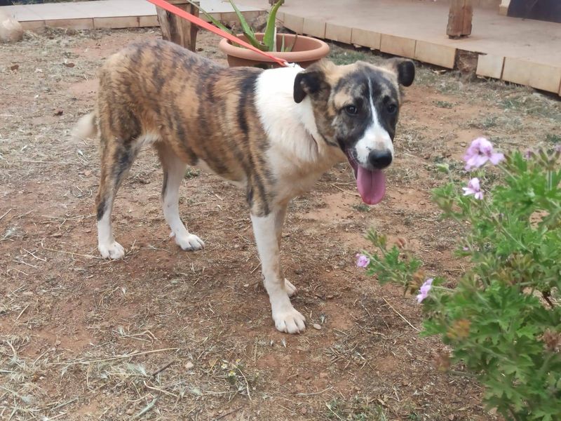 Zeta: De Vrolijke Avonturier met een Hart van Goud