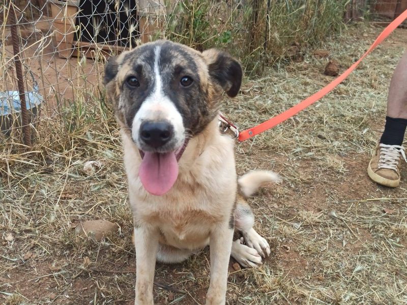 Zeta: De Vrolijke Avonturier met een Hart van Goud