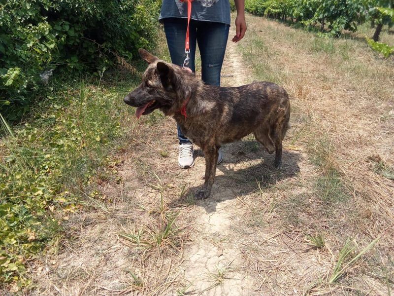 Choco, Een dappere meid met drie pootjes en een hart van goud.