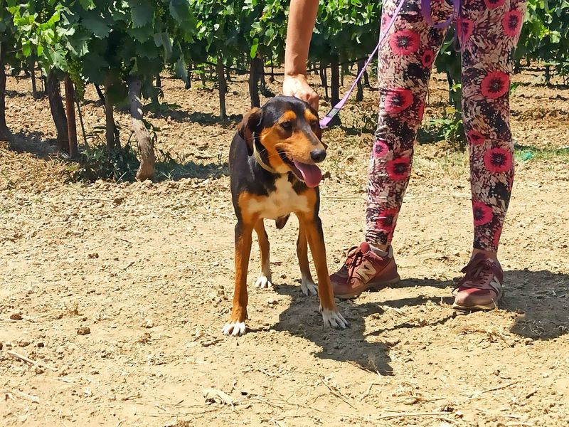 Charmante  Roxy – jouw toekomstige knuffelbare en harige BFF!