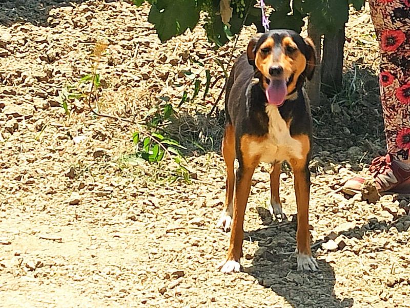 Charmante  Roxy – jouw toekomstige knuffelbare en harige BFF!