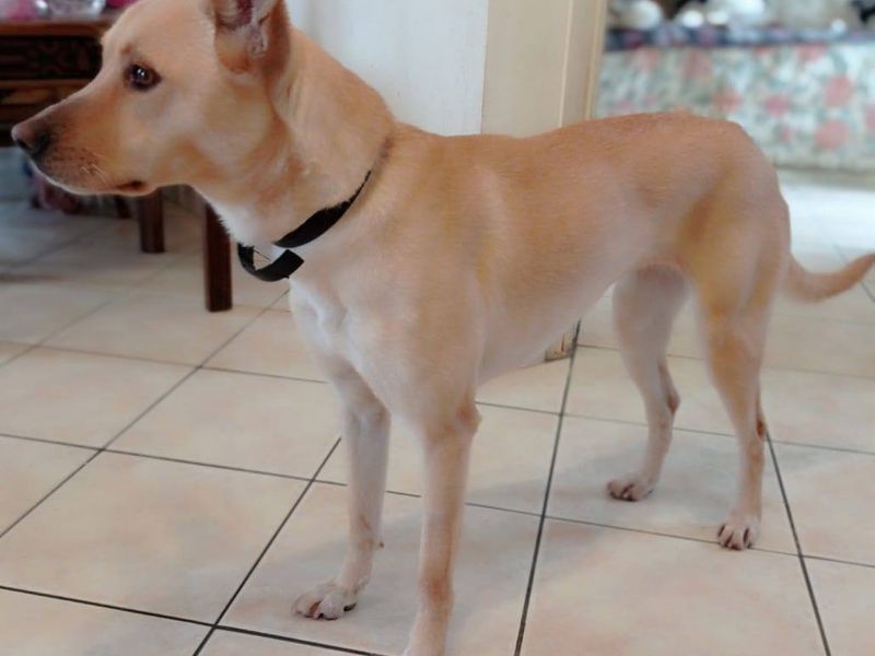 Bonnie; Ruwe bolster met een gouden hart voor haar mens(en).