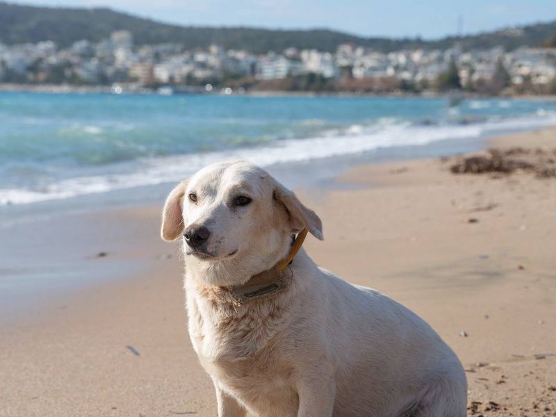 Ellie zoekt haar VIP-plek: knuffels, rust en een beetje avontuur!