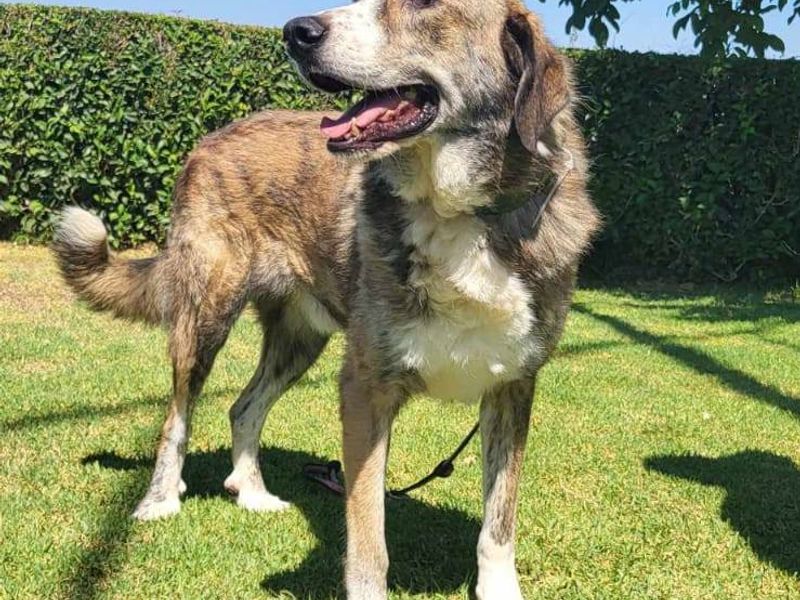 Brief van Dash aan zijn toekomstige favoriete mens.