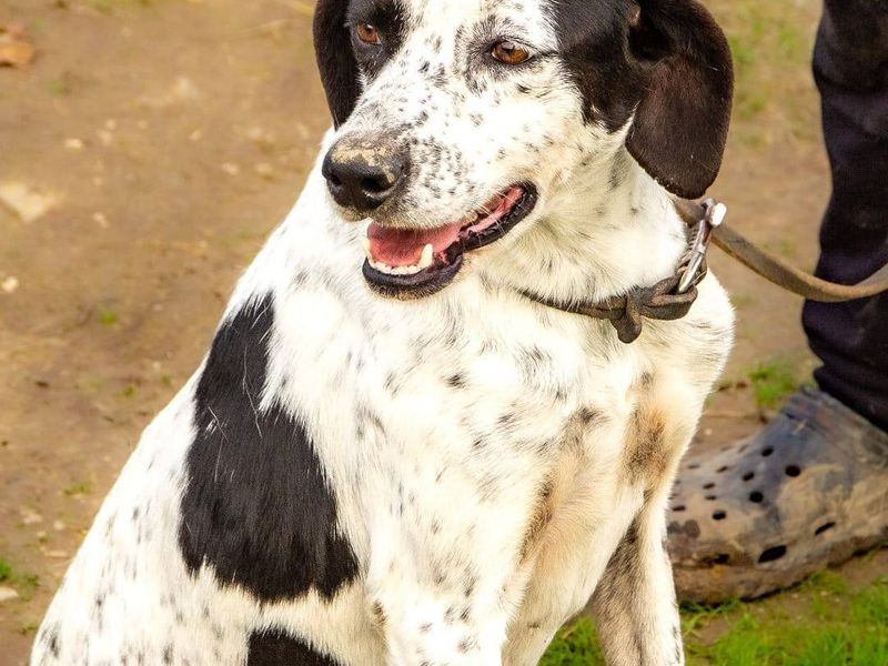 Lina: jouw elegante metgezel voor een leven in de luwte 