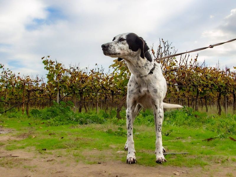Lina: jouw elegante metgezel voor een leven in de luwte 