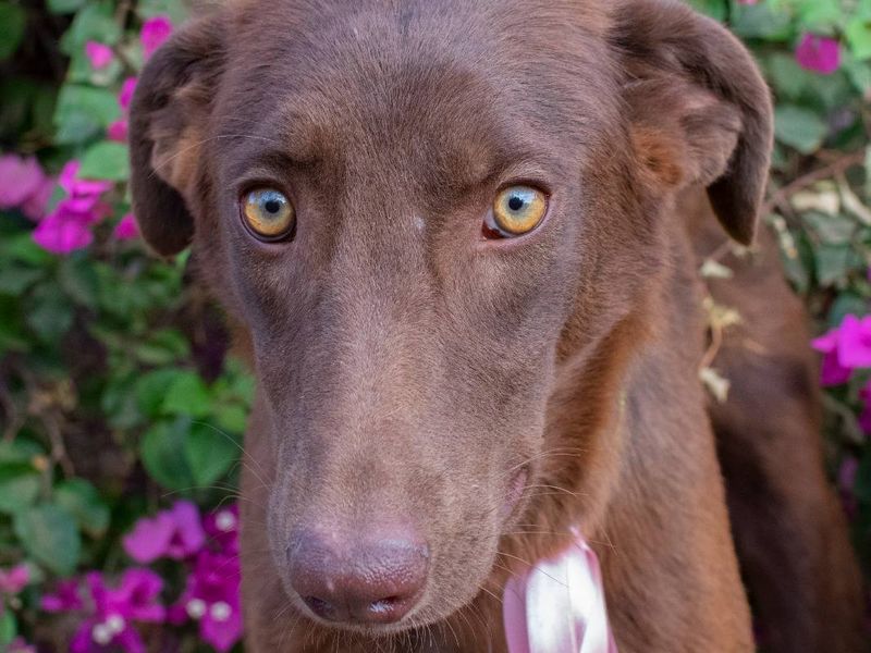 Farah – van verlegen snuffelaar tot vrolijke knuffelkoningin!