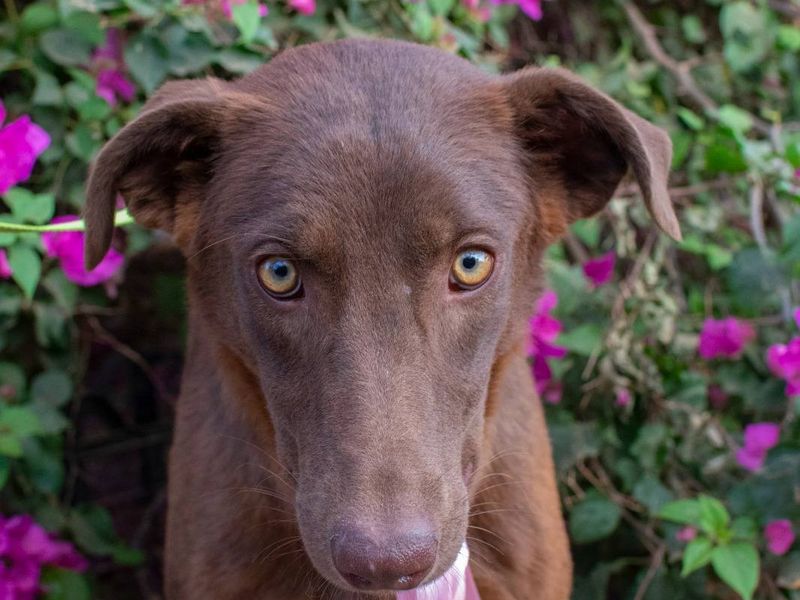 Farah – van verlegen snuffelaar tot vrolijke knuffelkoningin!