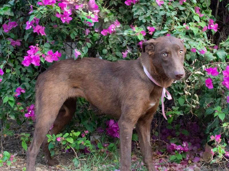 Farah – van verlegen snuffelaar tot vrolijke knuffelkoningin!