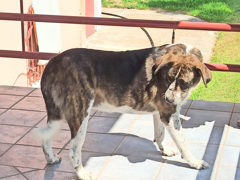 Dappere Myrtali vraagt een beetje aandacht en veel liefde