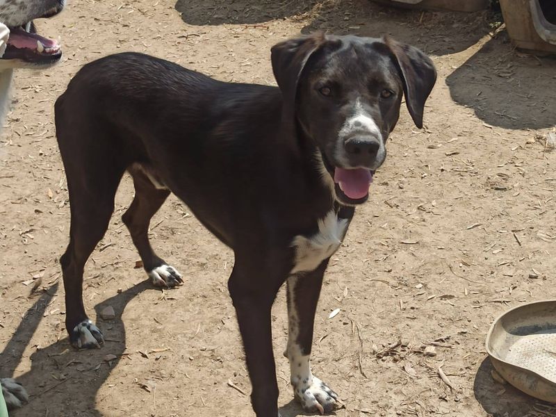 Leo – Spring in ’t Veld met een Hart van Goud!