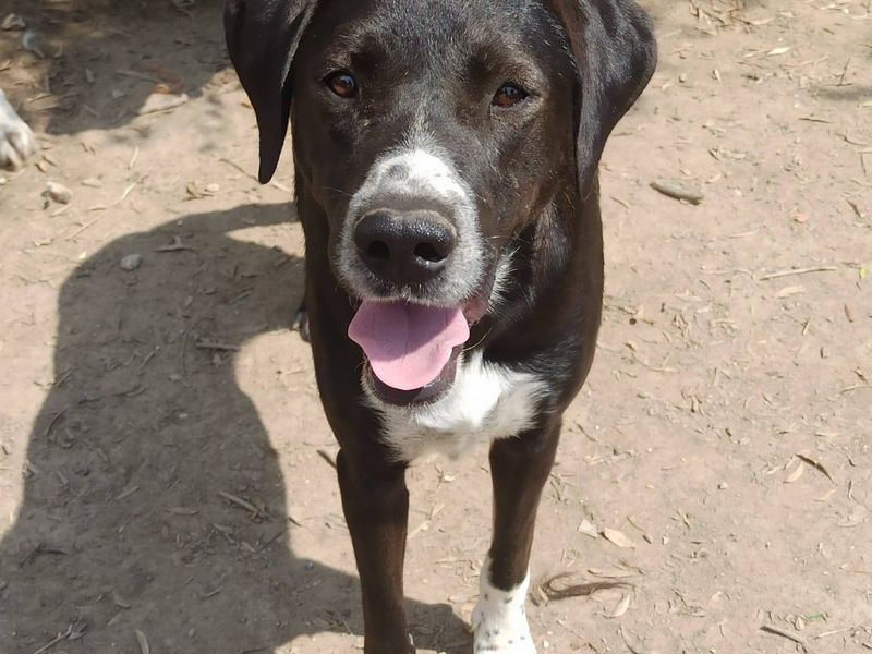 Leo – Spring in ’t Veld met een Hart van Goud!