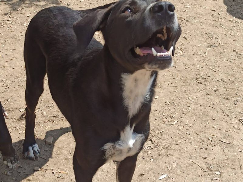 Leo – Spring in ’t Veld met een Hart van Goud!