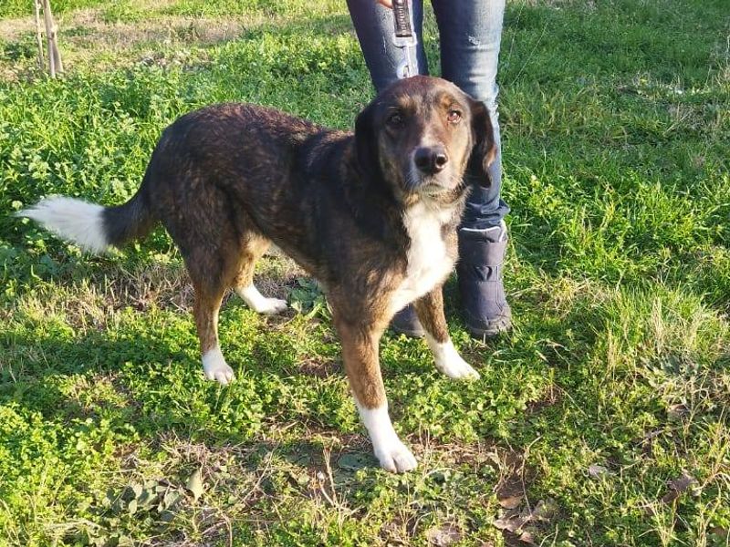 Berta – Smeltgevaar op vier poten