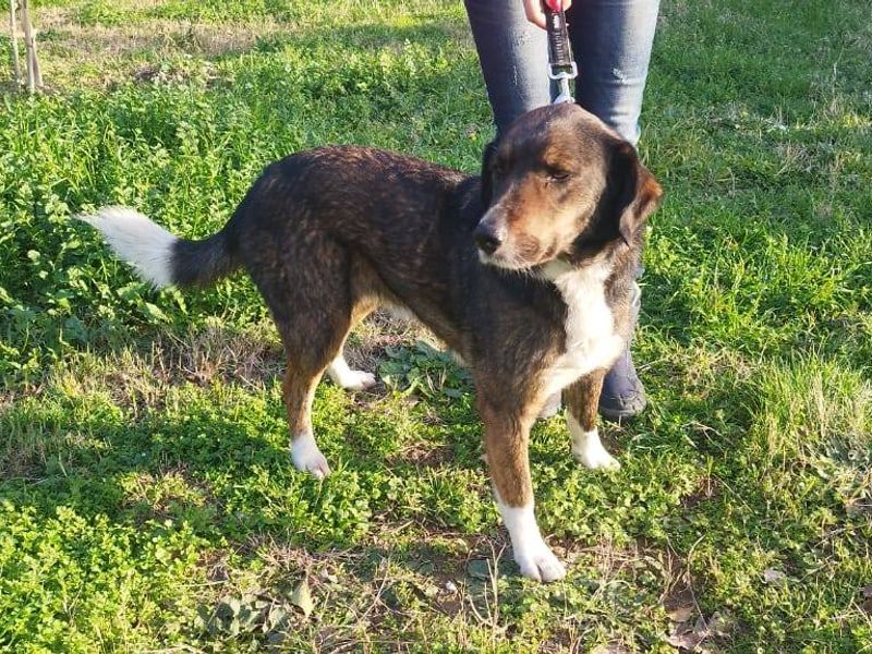 Berta – Smeltgevaar op vier poten