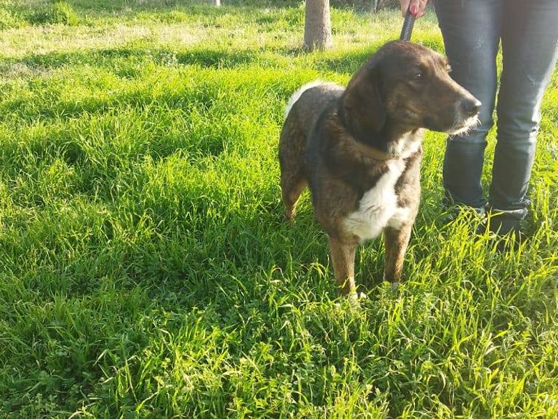 Berta – Smeltgevaar op vier poten