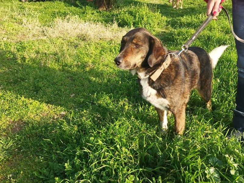 Berta – Smeltgevaar op vier poten