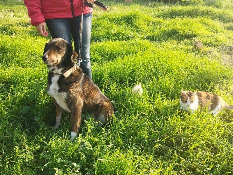 Berta – Smeltgevaar op vier poten