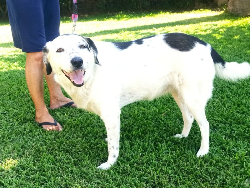 Zo zoet als suiker, zo trouw als goud!