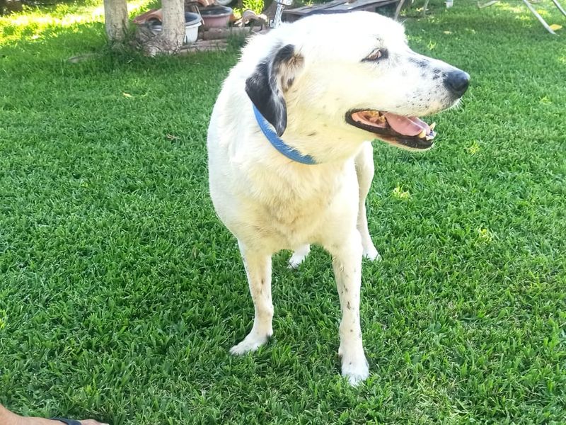 Zo zoet als suiker, zo trouw als goud!