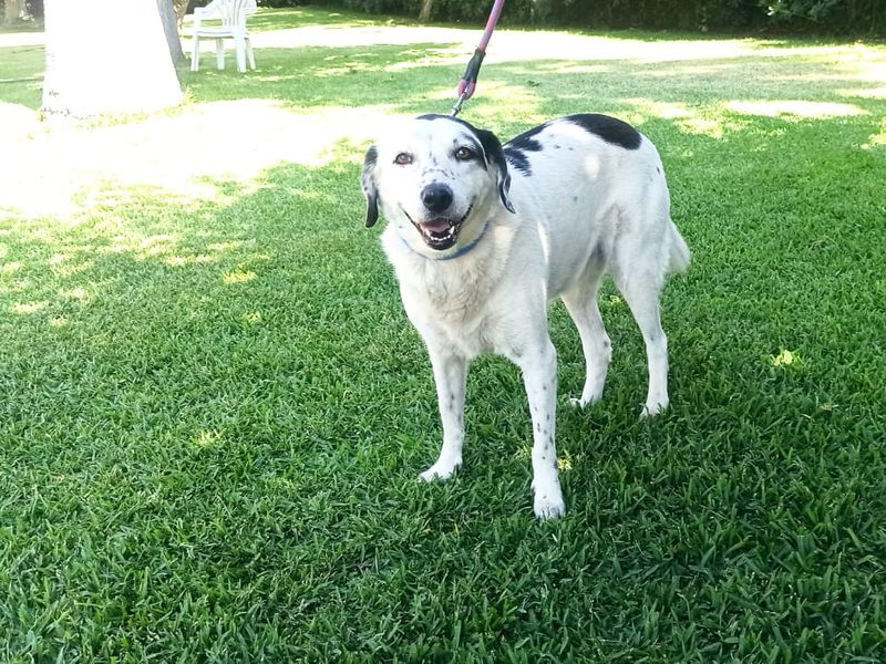 Zo zoet als suiker, zo trouw als goud!