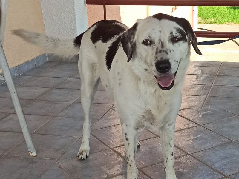 Zo zoet als suiker, zo trouw als goud!