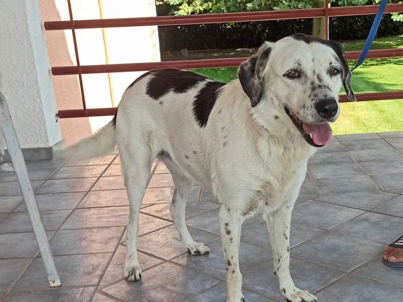 Zo zoet als suiker, zo trouw als goud!